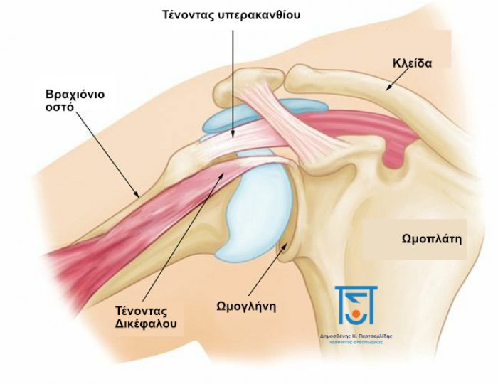 Ανατομία ώμου