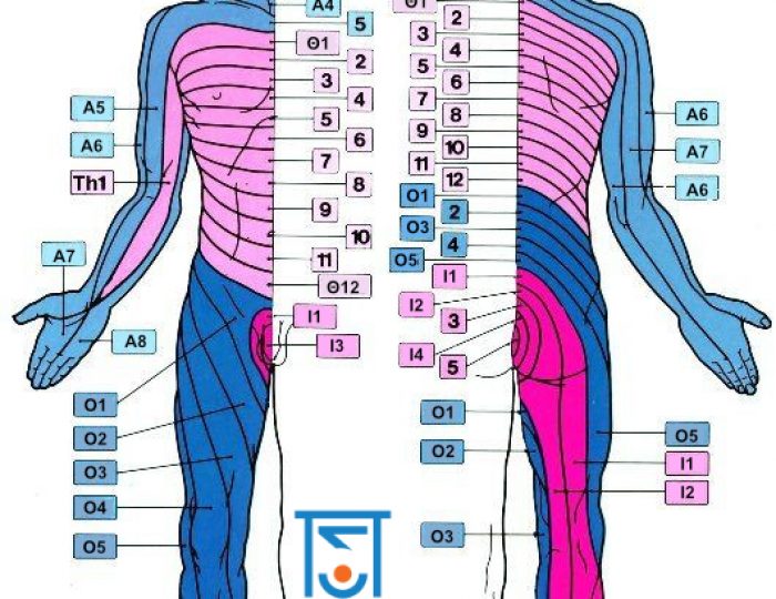 Δερμοτόμια